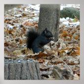 Black Eichhörnchen Autumn Poster (Vorne)