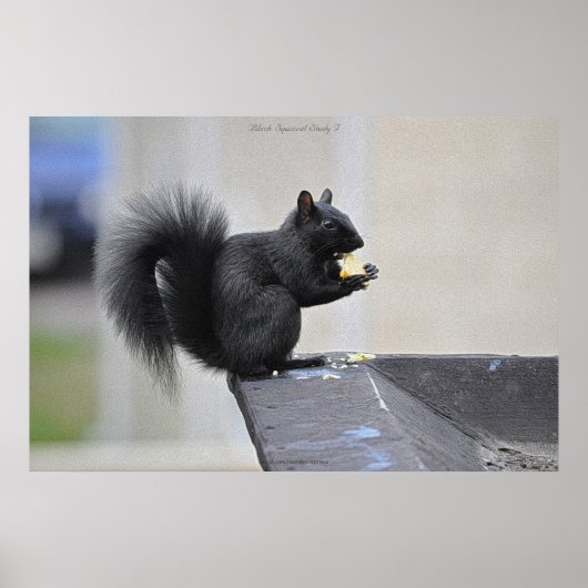Black Eichhörnchen Eating Apple Wildlife Foto Prin Poster (Vorne)