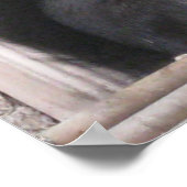 Black Eichhörnchen Poster (Ecke)