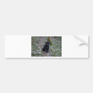 Black English Springer Spaniel Autoaufkleber