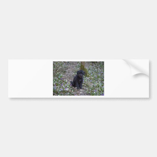 Black English Springer Spaniel Autoaufkleber (Vorne)