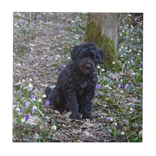 Black English Springer Spaniel Fliese (Vorderseite)