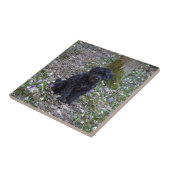 Black English Springer Spaniel Fliese (Seite)