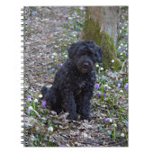 Black English Springer Spaniel Notizblock (Vorderseite)