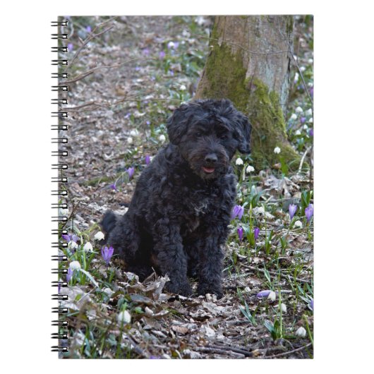 Black English Springer Spaniel Notizblock (Vorderseite)