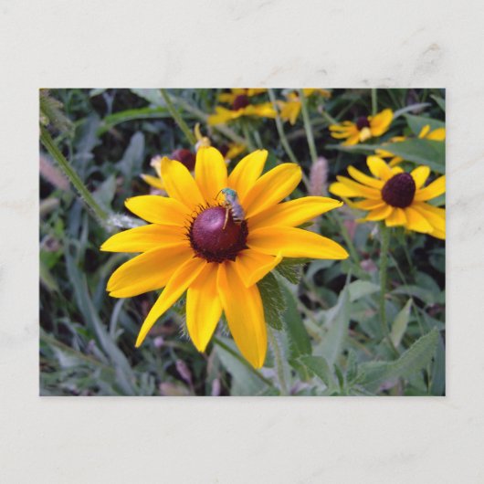 Black-Eyed Susan Postcard Postkarte (Vorderseite)