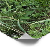 Black-eyed Susans Poster (Ecke)