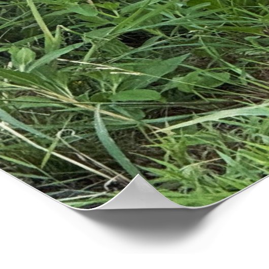 Black-eyed Susans Poster (Ecke)