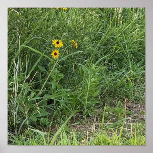 Black-eyed Susans Poster (Vorne)