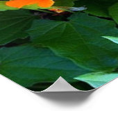 Black Eyes Susan Poster (Ecke)