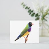 Black Faced Gouldian Finch Postkarte (Stehend Vorderseite)