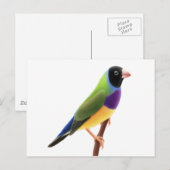 Black Faced Gouldian Finch Postkarte (Vorne/Hinten)