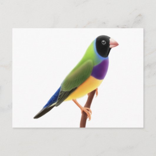 Black Faced Gouldian Finch Postkarte (Vorderseite)