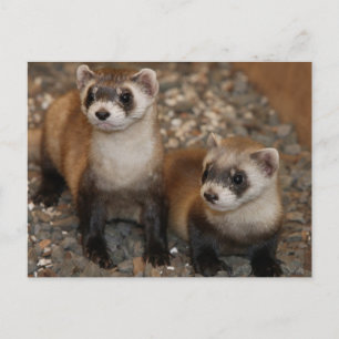 Black-Footed Ferret Wildlife Series # 7 Postcard Postkarte