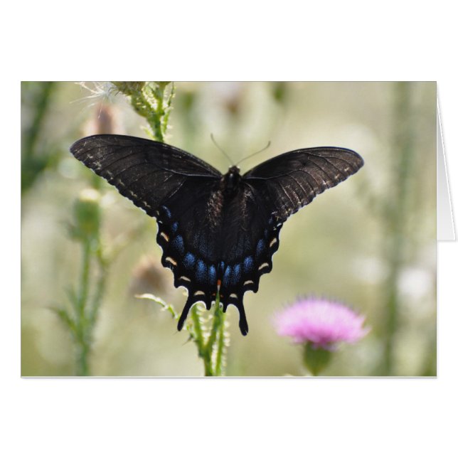 Black Frack Butterfly (Vorderseite (Horizontal))