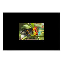 Black Frack Butterfly #2