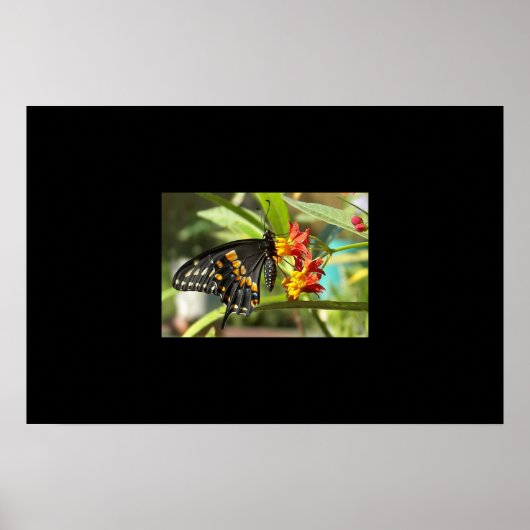 Black Frack Butterfly #2 Poster (Vorne)