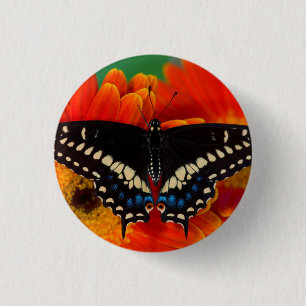 Black Frack Butterfly auf Gerberia Daisy Button