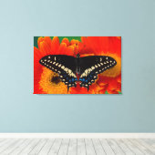 Black Frack Butterfly auf Gerberia Daisy Leinwanddruck (Insitu (Holzboden))