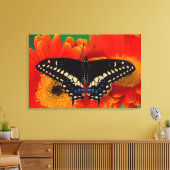 Black Frack Butterfly auf Gerberia Daisy Leinwanddruck (Insitu (Wohnzimmer))