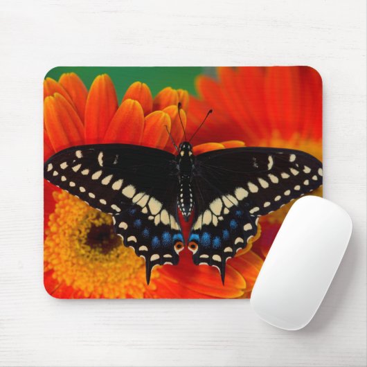 Black Frack Butterfly auf Gerberia Daisy Mousepad (Mit Mouse)