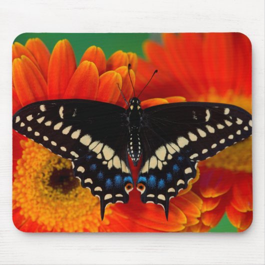 Black Frack Butterfly auf Gerberia Daisy Mousepad (Vorne)