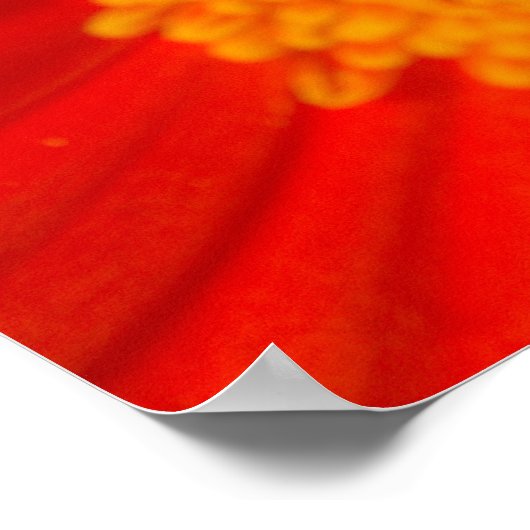 Black Frack Butterfly auf Gerberia Daisy Poster (Ecke)