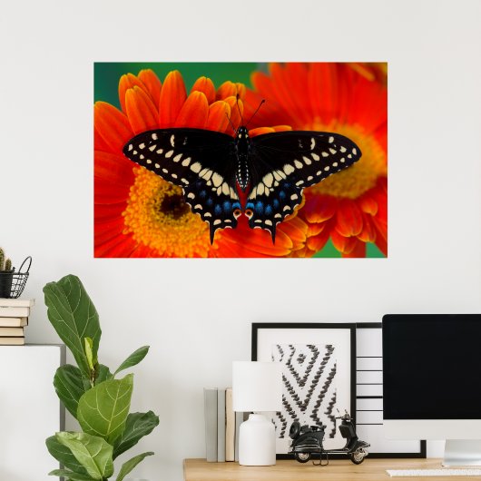 Black Frack Butterfly auf Gerberia Daisy Poster (Heimbüro)