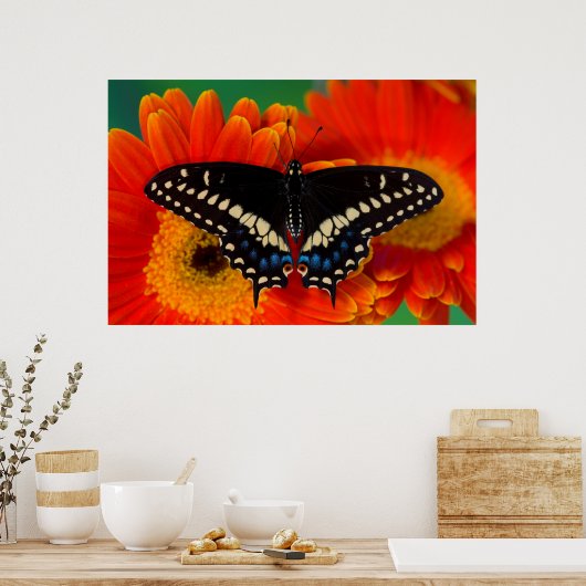 Black Frack Butterfly auf Gerberia Daisy Poster (Küche)