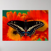 Black Frack Butterfly auf Gerberia Daisy Poster (Vorne)