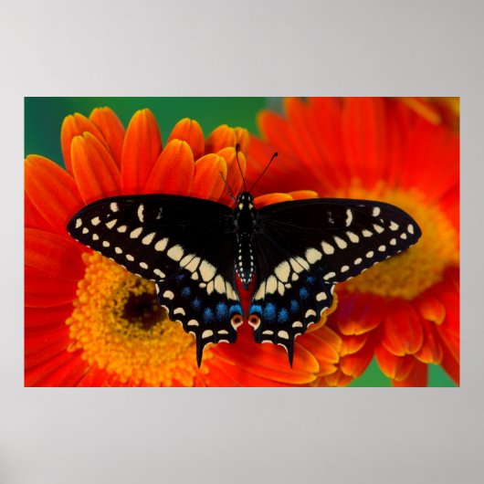 Black Frack Butterfly auf Gerberia Daisy Poster (Vorne)
