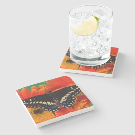 Black Frack Butterfly auf Gerberia Daisy Steinuntersetzer (Seitenansicht)