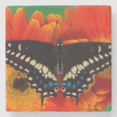 Black Frack Butterfly auf Gerberia Daisy Steinuntersetzer (Vorderseite)