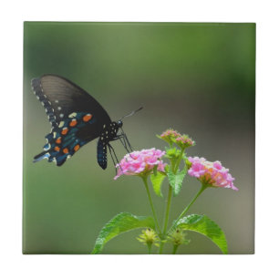 Black Frack Butterfly Fliese