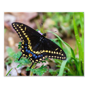 Black Frack Butterfly Fotodruck