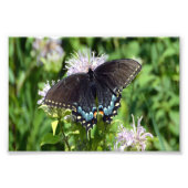 Black Frack Butterfly Fotodruck (Vorne)
