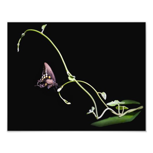 Black Frack Butterfly Fotodruck (Vorne)