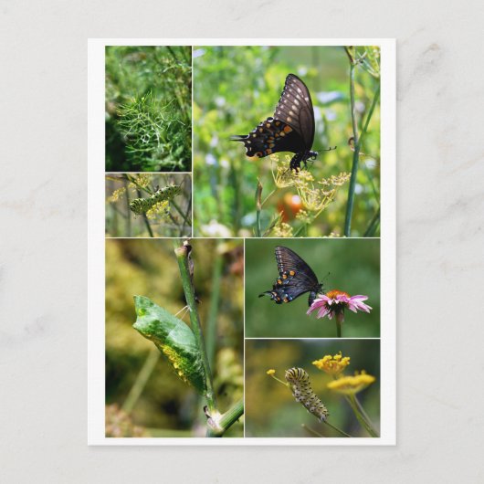 Black Frack Butterfly Life Cycle Postcard Postkarte (Vorderseite)
