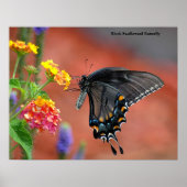 Black Frack Butterfly Poster (Vorne)