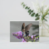 Black Frack Butterfly Postkarte (Stehend Vorderseite)