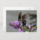 Black Frack Butterfly Postkarte (Vorne/Hinten)