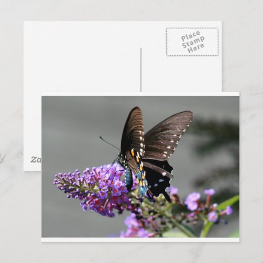 Black Frack Butterfly Postkarte (Vorne/Hinten)