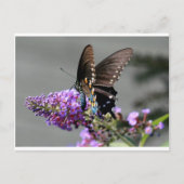 Black Frack Butterfly Postkarte (Vorderseite)