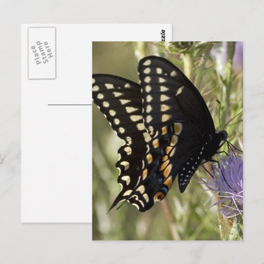 Black Frack Butterfly Postkarte (Vorne/Hinten)