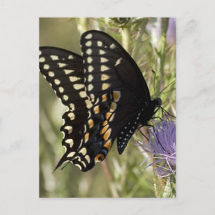 Black Frack Butterfly Postkarte