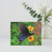 Black Frack Butterfly Postkarte (Stehend Vorderseite)