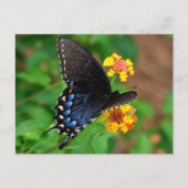 Black Frack Butterfly Postkarte (Vorderseite)