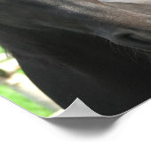 Black Freisian Horse Poster Print (Ecke)