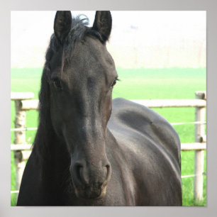 Black Freisian Horse Poster Print
