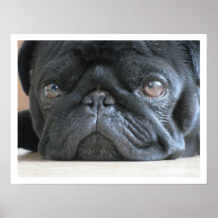 Black French Bulldog Face Poster